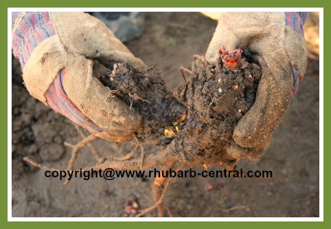 Rhubarb Roots