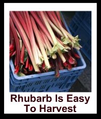 Harvesting Rhubarb - When and How to Harvest/Pick Rhubarb Stalks