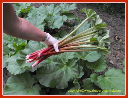 Canning Rhubarb - Recipe for How to Can (Preserve) Rhubarb